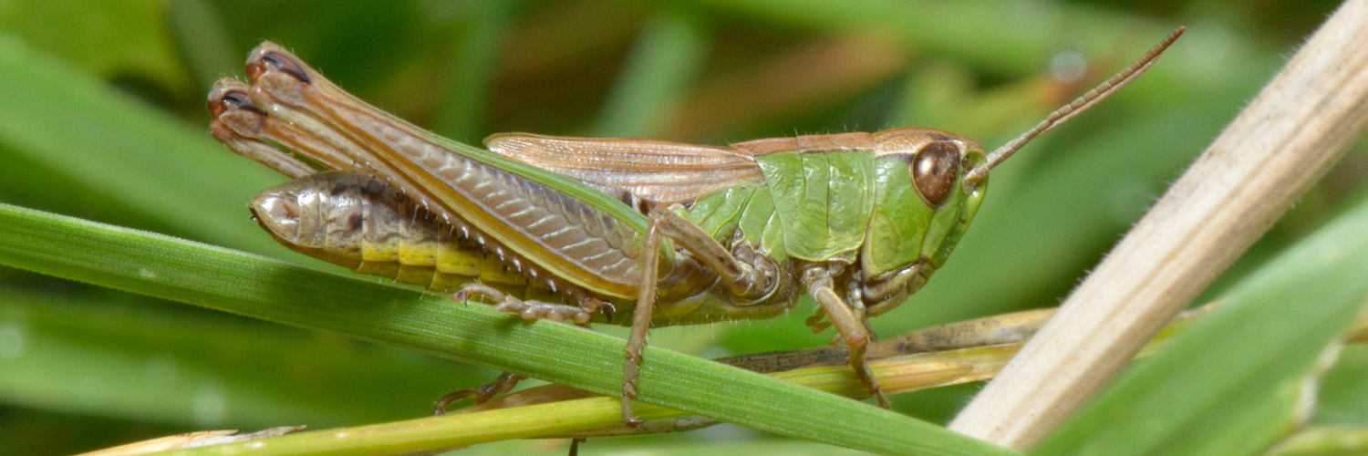 grasshopper-1500x500
