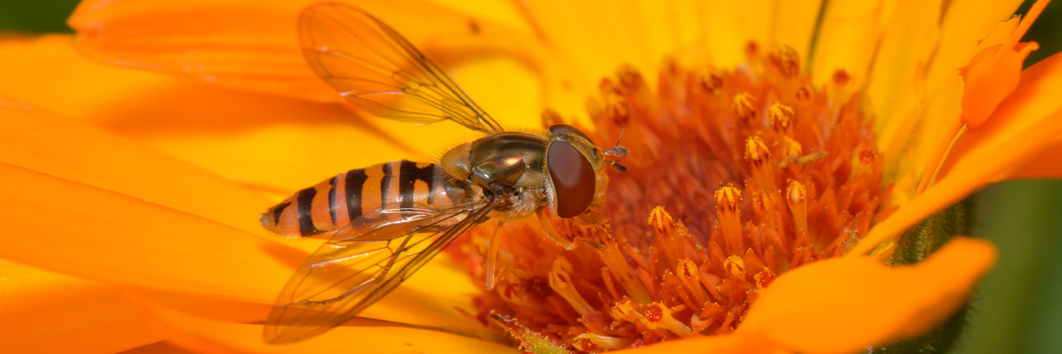 hoverfly-01-1500x500